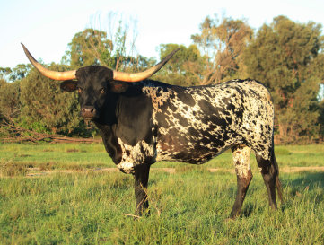 refuge_longhorns004001.jpg