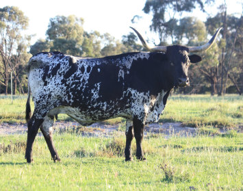 refuge_longhorns004002.jpg