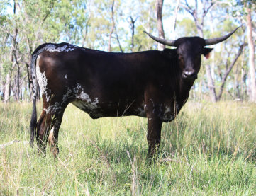refuge_longhorns004003.jpg