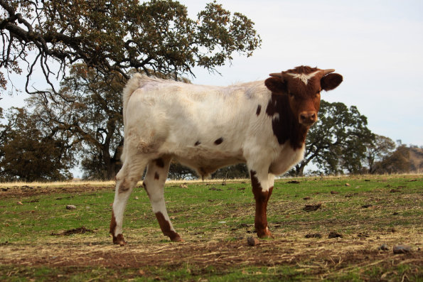 refuge_longhorns009002.jpg